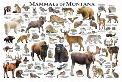 Mammals of Montana poster print