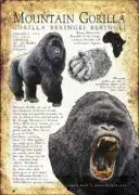 Mountain Gorilla infographic poster