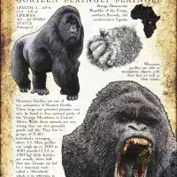Mountain Gorilla infographic poster
