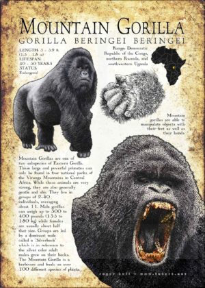 Mountain Gorilla infographic poster