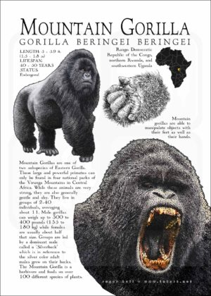 Mountain Gorilla poster