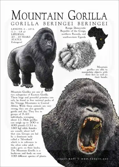 Mountain Gorilla poster