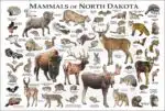 Mammals of North Dakota poster print