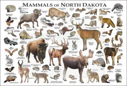 Mammals of North Dakota poster print