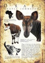 Okapi poster