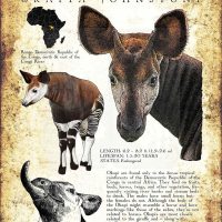Okapi poster