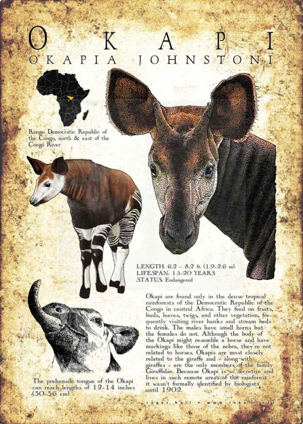 Okapi Poster Print - Wildlife Art
