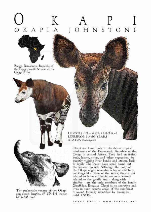 Okapi poster