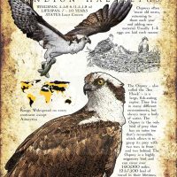 Osprey poster