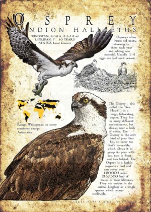 Osprey poster