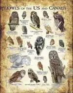 Owls of the US and Canada Poster - Wildlife Art - Image 3
