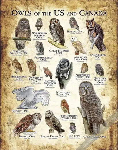 Owls of the US and Canada Poster - Wildlife Art - Image 3