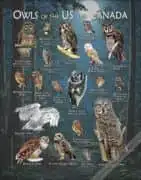 Poster featuring the American and Canadian native species of owls
