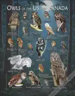 Poster featuring the American and Canadian native species of owls
