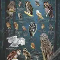 Poster featuring the American and Canadian native species of owls