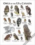 Owls of North America poster