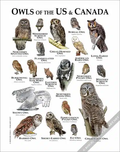 Owls of North America poster