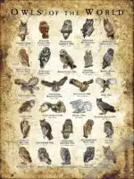 Owls of the World Poster - Wildlife Art - Image 2