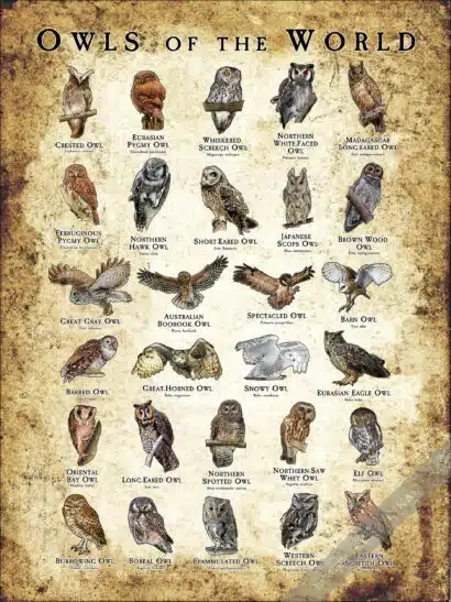 Owls of the World Poster - Wildlife Art - Image 2