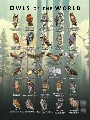 Owls of the World Poster