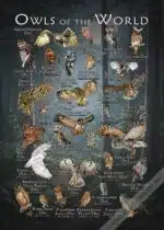 Owls of the World Poster