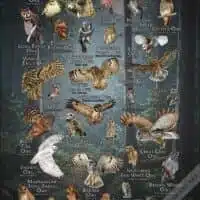 Owls of the World Poster