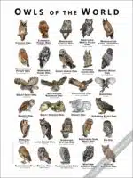 Owls of the World Poster - Wildlife Art - Image 3