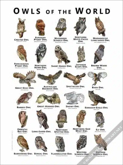 Owls of the World Poster - Wildlife Art - Image 3
