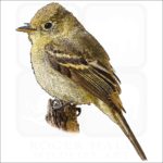 Pacific-Slope Flycatcher illustration