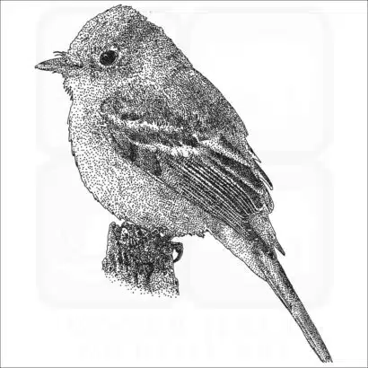 Pacific-Slope Flycatcher black and white drawing