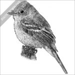 Pacific-Slope Flycatcher black and white stock image