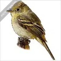 Pacific-Slope Flycatcher stock image