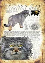 Pallas's Cat Poster