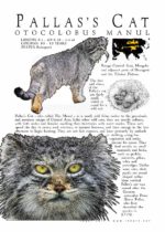 Pallas's Cat poster