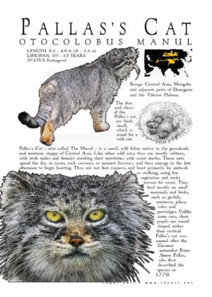 Pallas's Cat poster