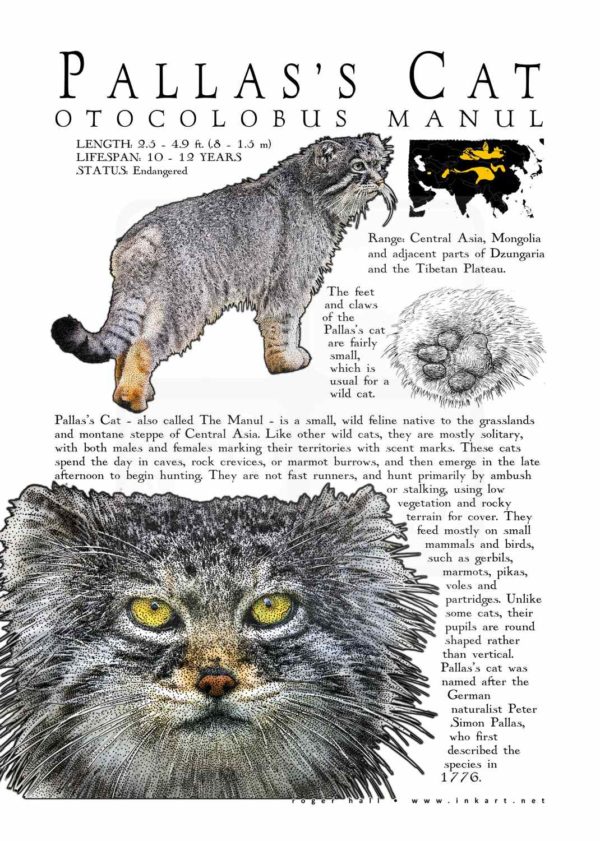 Pallas's Cat poster