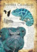 Panther Chameleon infographic