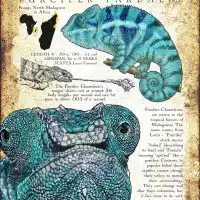 Panther Chameleon infographic