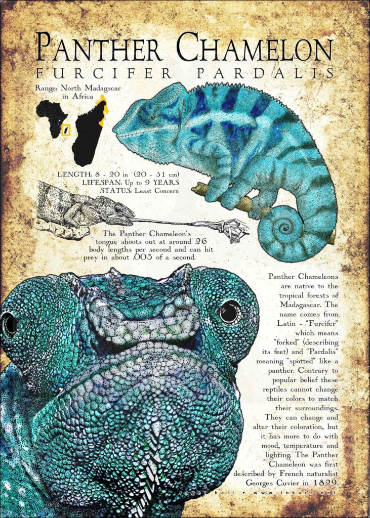 Panther Chameleon Poster - Wildlife Art