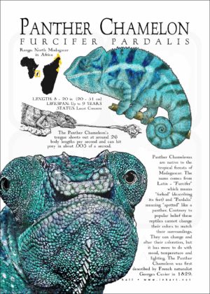 Infographic of a Panther Chameleon.