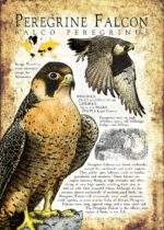 Peregrine Falcon Poster