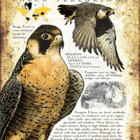 Peregrine Falcon Poster