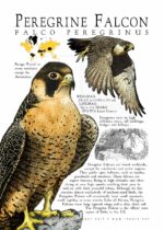 Peregrine Falcon poster
