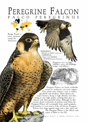 Peregrine Falcon poster