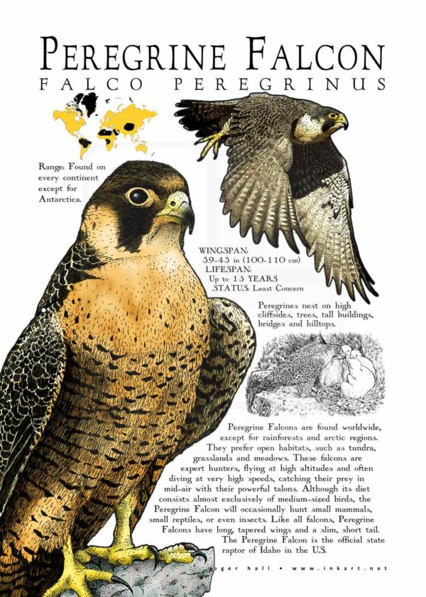 Peregrine Falcon poster