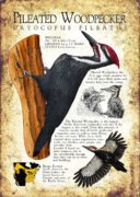 Pileated Woodpecker poster