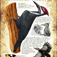 Pileated Woodpecker poster