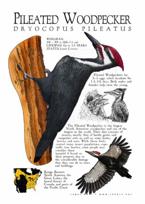Pileated Woodpecker poster