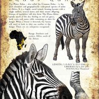 Plains Zebra poster