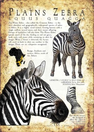 Plains Zebra poster